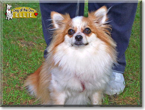 Eldora, the Dog of the Day Eldora, the Dog of the Day