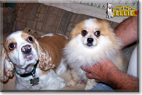 Eldora, the Dog of the Day Eldora, the Dog of the Day