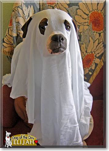 Elijah, the Dog of the Day