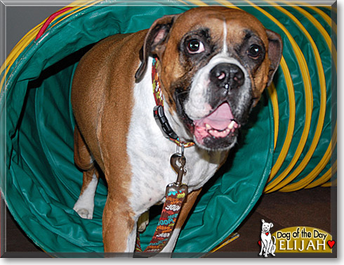 Elijah, the Dog of the Day