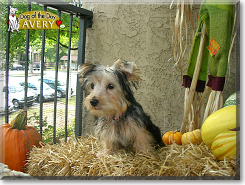 Avery, the Dog of the Day