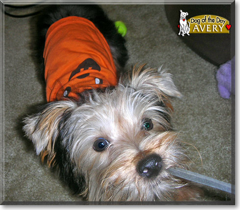 Avery, the Dog of the Day