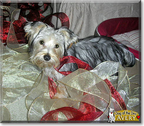 Avery, the Dog of the Day
