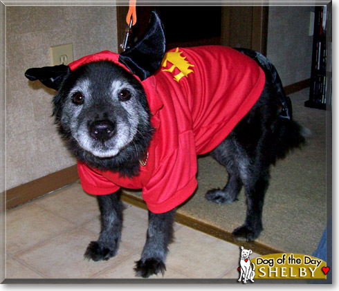 Shelby, the Dog of the Day