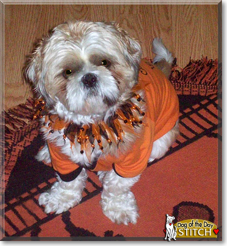Stitch, the Dog of the Day
