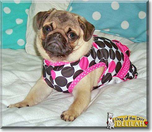 Delilah, the Dog of the Day