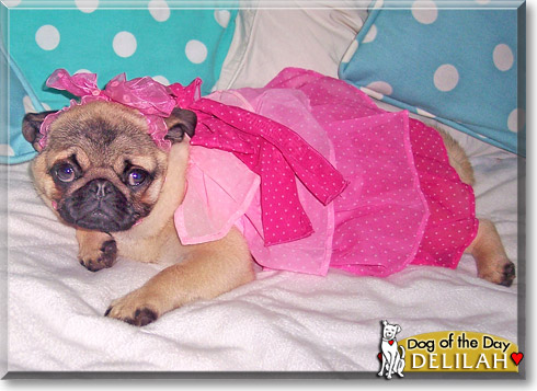 Delilah, the Dog of the Day