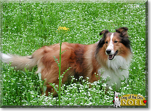 Noel, the Dog of the Day