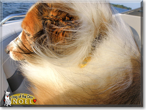 Noel, the Dog of the Day