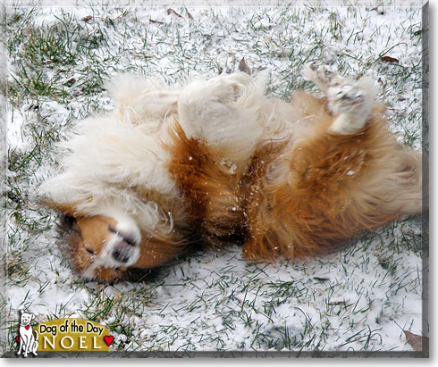 Noel, the Dog of the Day
