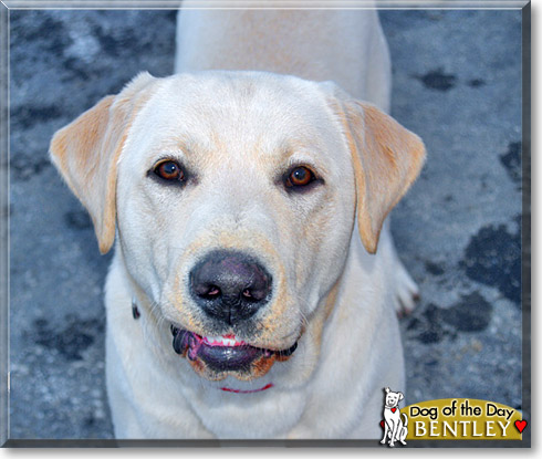 Bentley, the Dog of the Day