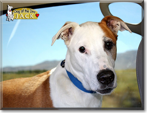 Jack, the Dog of the Day