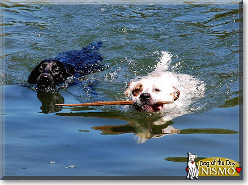 Nismo, the Dog of the Day
