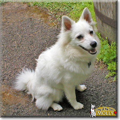 Molly, the Dog of the Day