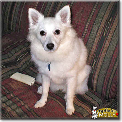 Molly, the Dog of the Day