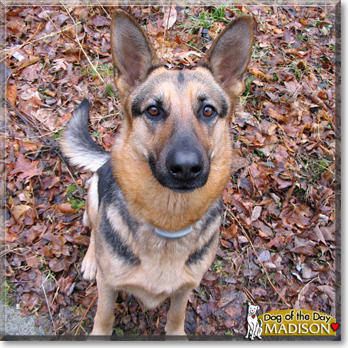 Madison, the Dog of the Day