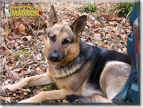 Madison, the Dog of the Day
