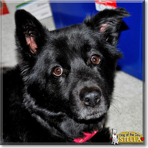 Stella, the Dog of the Day