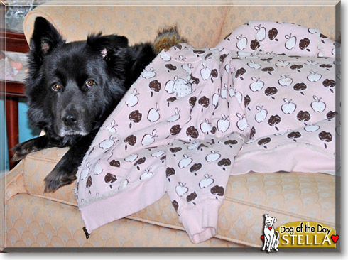 Stella, the Dog of the Day