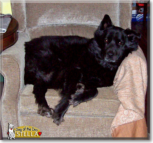 Stella, the Dog of the Day