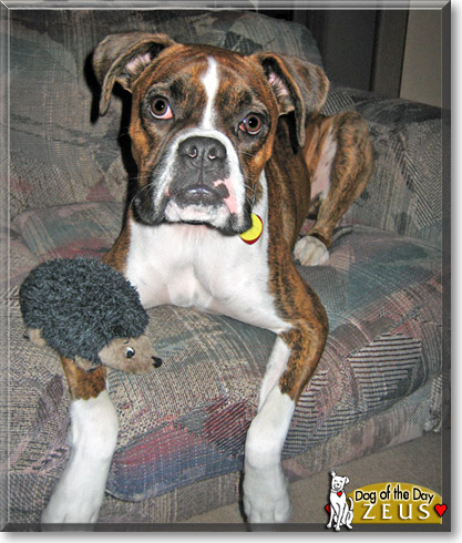 Zeus, the Dog of the Day