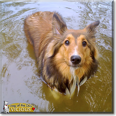 Vicious, the Dog of the Day