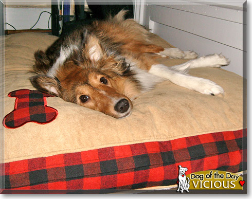 Vicious, the Dog of the Day