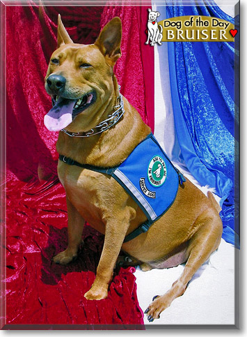 Bruiser, the Dog of the Day Bruiser, the Dog of the Day