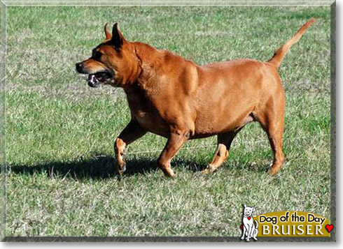 Bruiser, the Dog of the Day