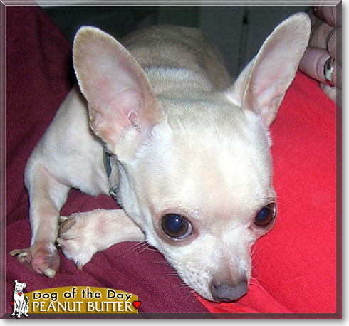Peanut Butter, the Dog of the Day Peanut Butter, the Dog of the Day