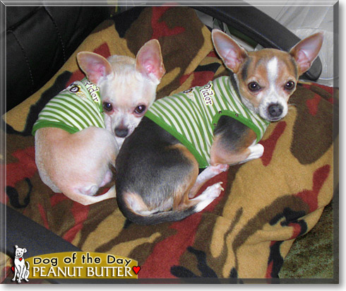 Peanut Butter, the Dog of the Day Peanut Butter, the Dog of the Day