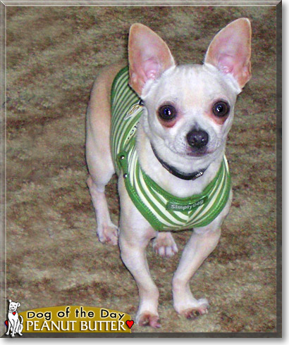 Peanut Butter, the Dog of the Day