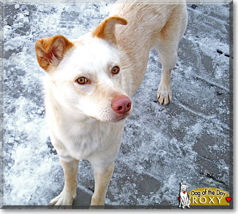 Roxy, the Dog of the Day