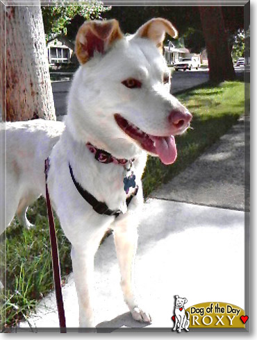 Roxy, the Dog of the Day