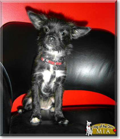 Mia, the Dog of the Day