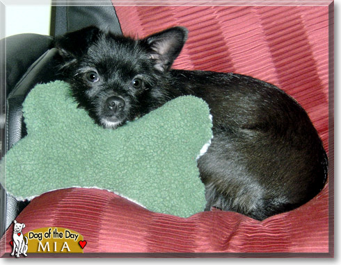 Mia, the Dog of the Day