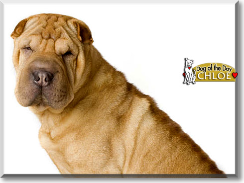 Chloe, the Dog of the Day