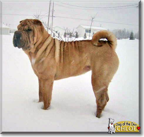 Chloe, the Dog of the Day