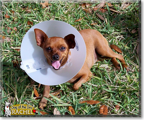 Rachel, the Dog of the Day