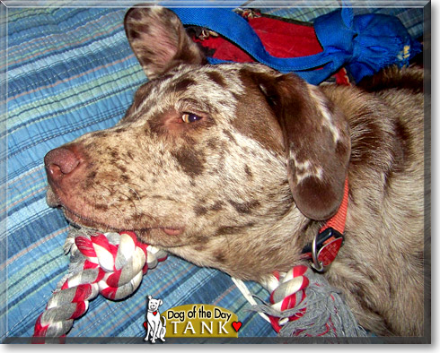 Tank, the Dog of the Day Tank, the Dog of the Day
