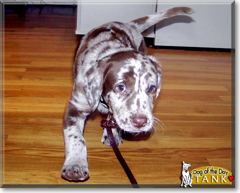 Tank, the Dog of the Day Tank, the Dog of the Day