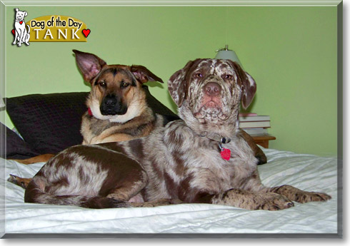 Tank, the Dog of the Day Tank, the Dog of the Day
