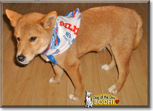 Bodhi, the Dog of the Day