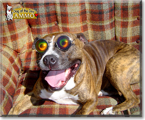 Ammo, the Dog of the Day