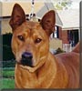 Bruiser