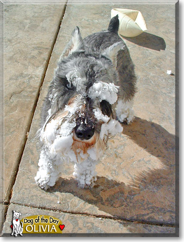 Olivia, the Dog of the Day Olivia, the Dog of the Day