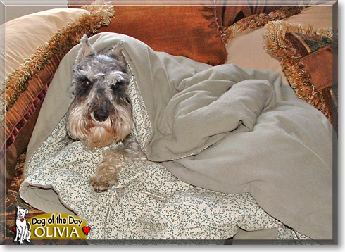 Olivia, the Dog of the Day Olivia, the Dog of the Day