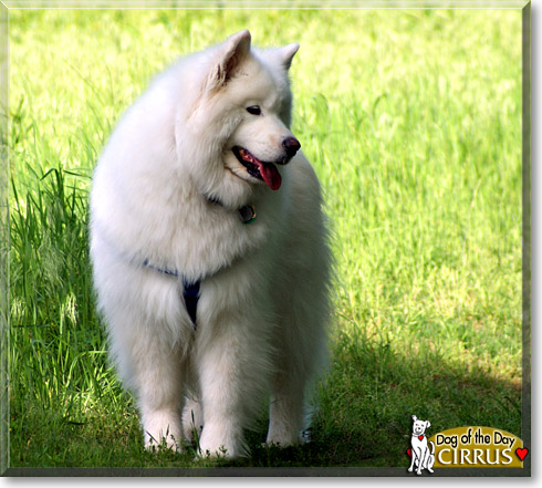 Cirrus, the Dog of the Day Cirrus, the Dog of the Day