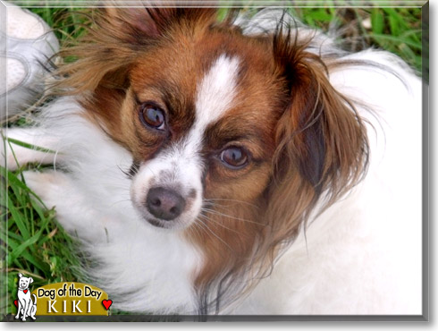 Kiki, the Dog of the Day