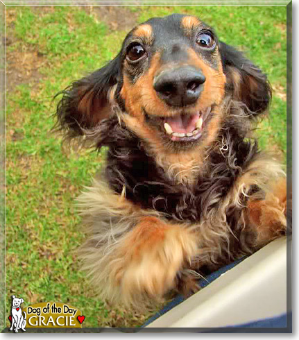 Gracie, the Dog of the Day
